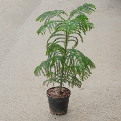 Buy Araucaria / Christmas Tree in 6 Inch Nursery Pot Online | Urvann.com