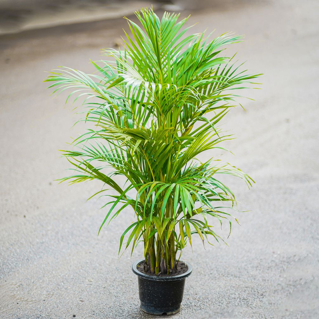 Areca Palm in 8 Inch Nursery Pot