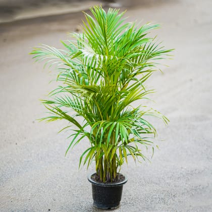 Buy Areca Palm in 8 Inch Nursery Pot Online | Urvann.com