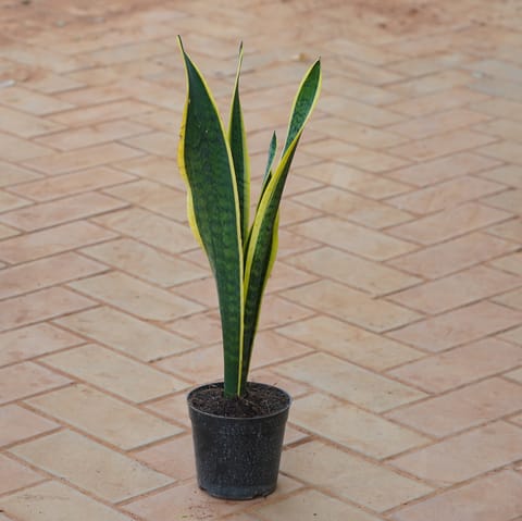 Snake Long in 5 Inch Nursery Pot