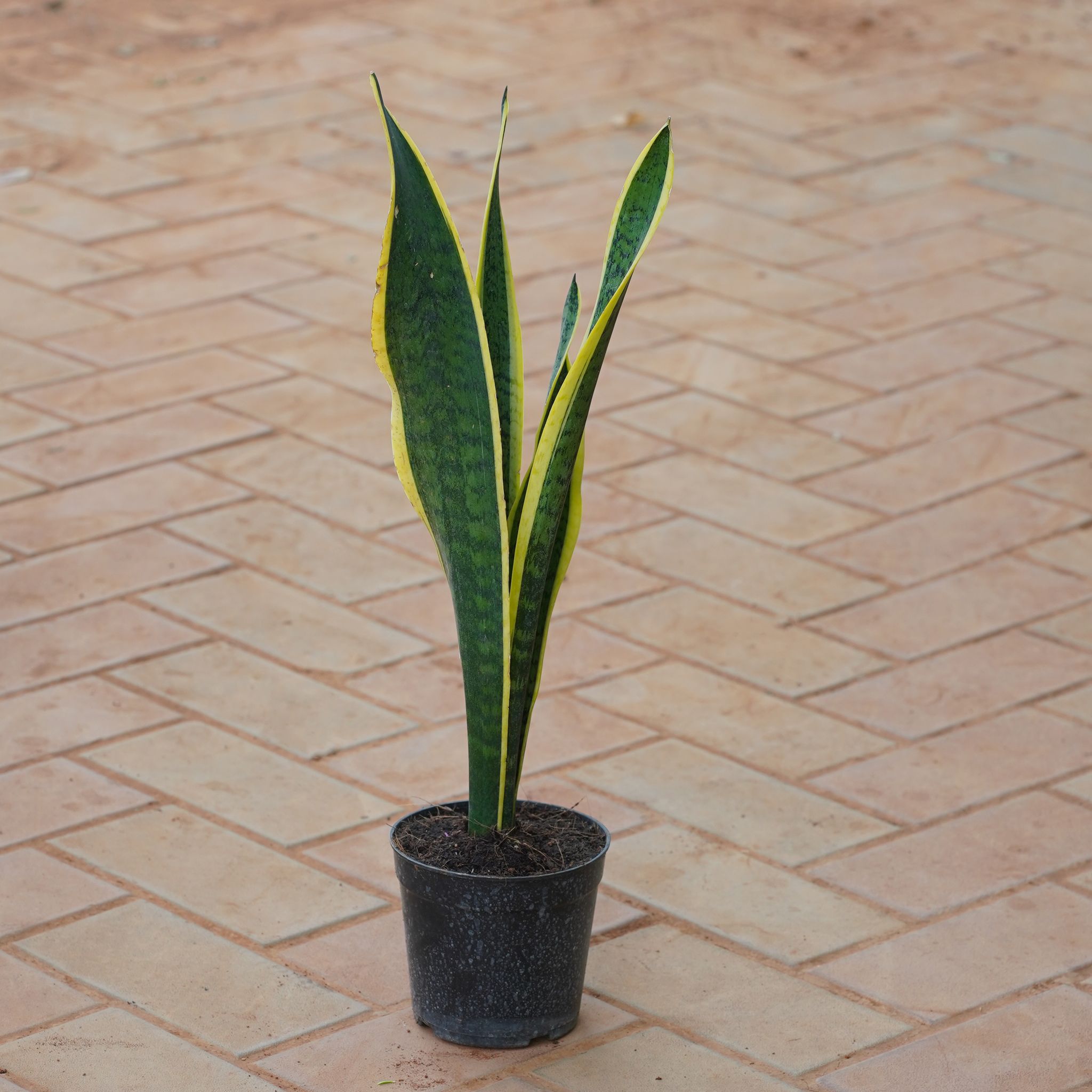 Snake Long in 5 Inch Nursery Pot