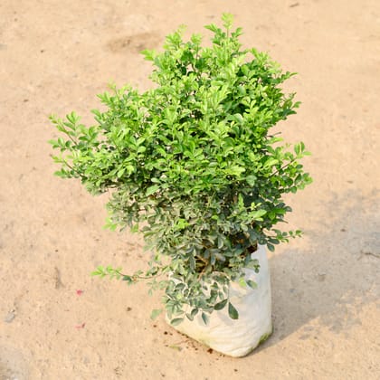 Buy Madhu Kamini / Murraya (Any Colour) in 10 Inch Nursery Bag Online | Urvann.com