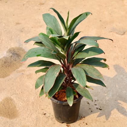 Buy Dracaena Mahatma Bushy in 8 Inch Nursery Pot Online | Urvann.com