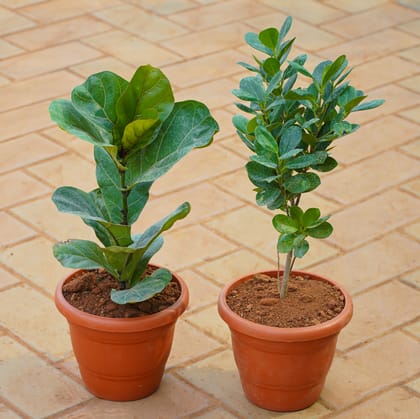 Buy Set of 2 - Fiddle Leaf Fig / Ficus Lyrata & Panda Ficus in 7 Inch Red Classy Plastic Pot Online | Urvann.com