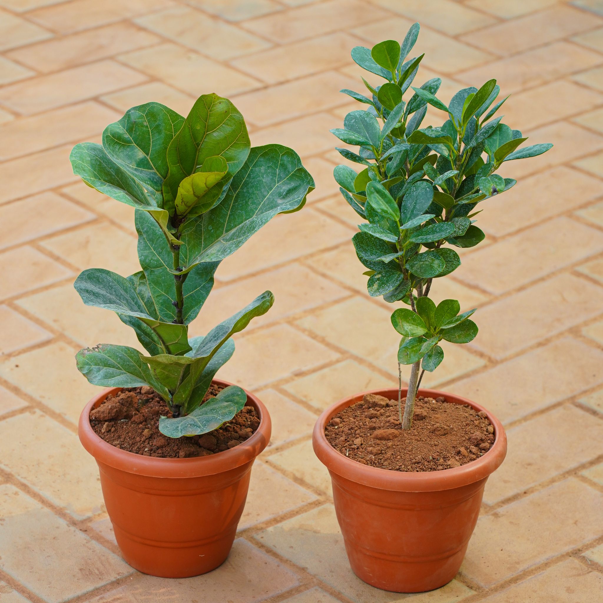 Set of 2 - Fiddle Leaf Fig / Ficus Lyrata & Panda Ficus in 7 Inch Red Classy Plastic Pot