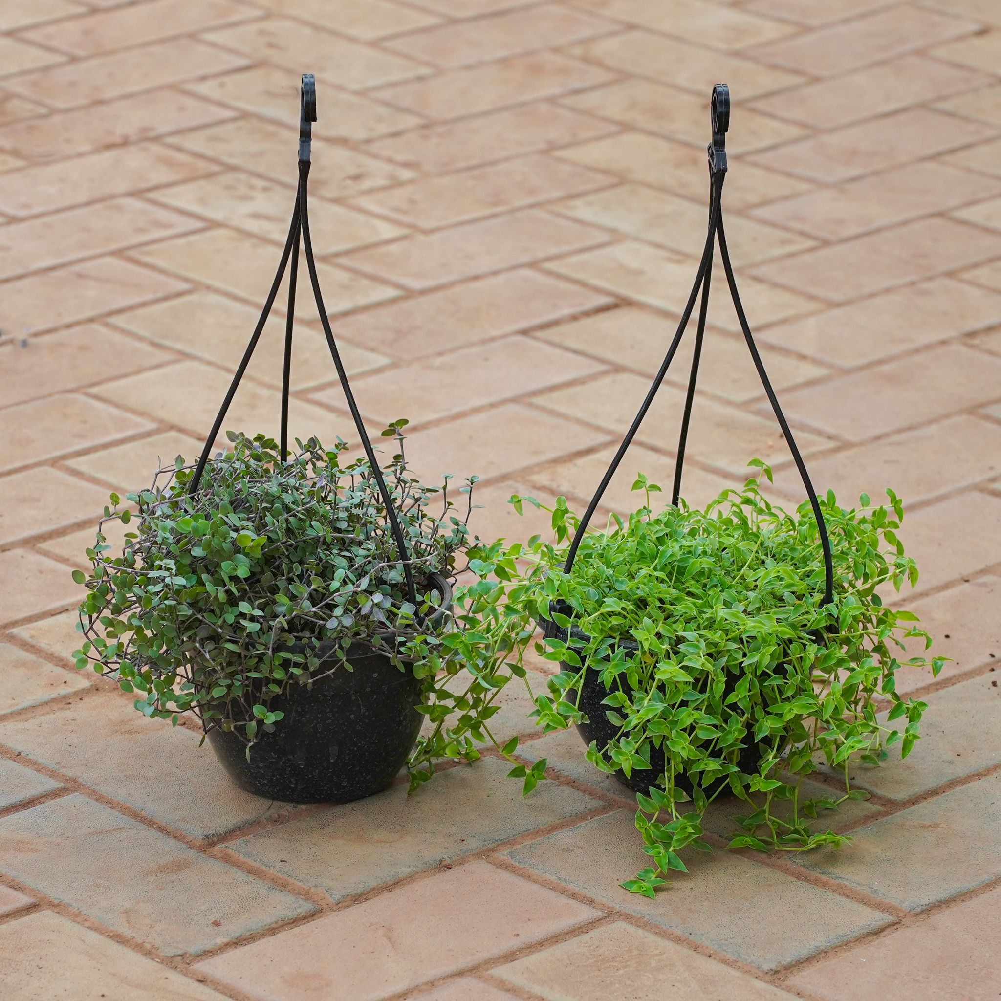 Set of 2 - Turtle wine & Black Wine in 6 Inch Hanging Basket (Any Colour)