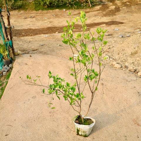 Nimboo / Lemon Plant (All Season) in 10 Inch Nursery Bag