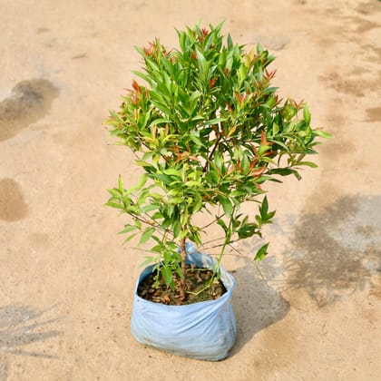 Buy Syzygium in 10 Inch Nursery Bag Online | Urvann.com