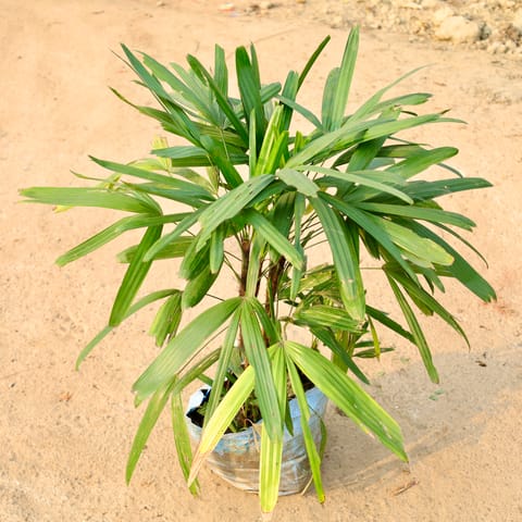 Raphis Palm in 10 Inch Nursery Bag