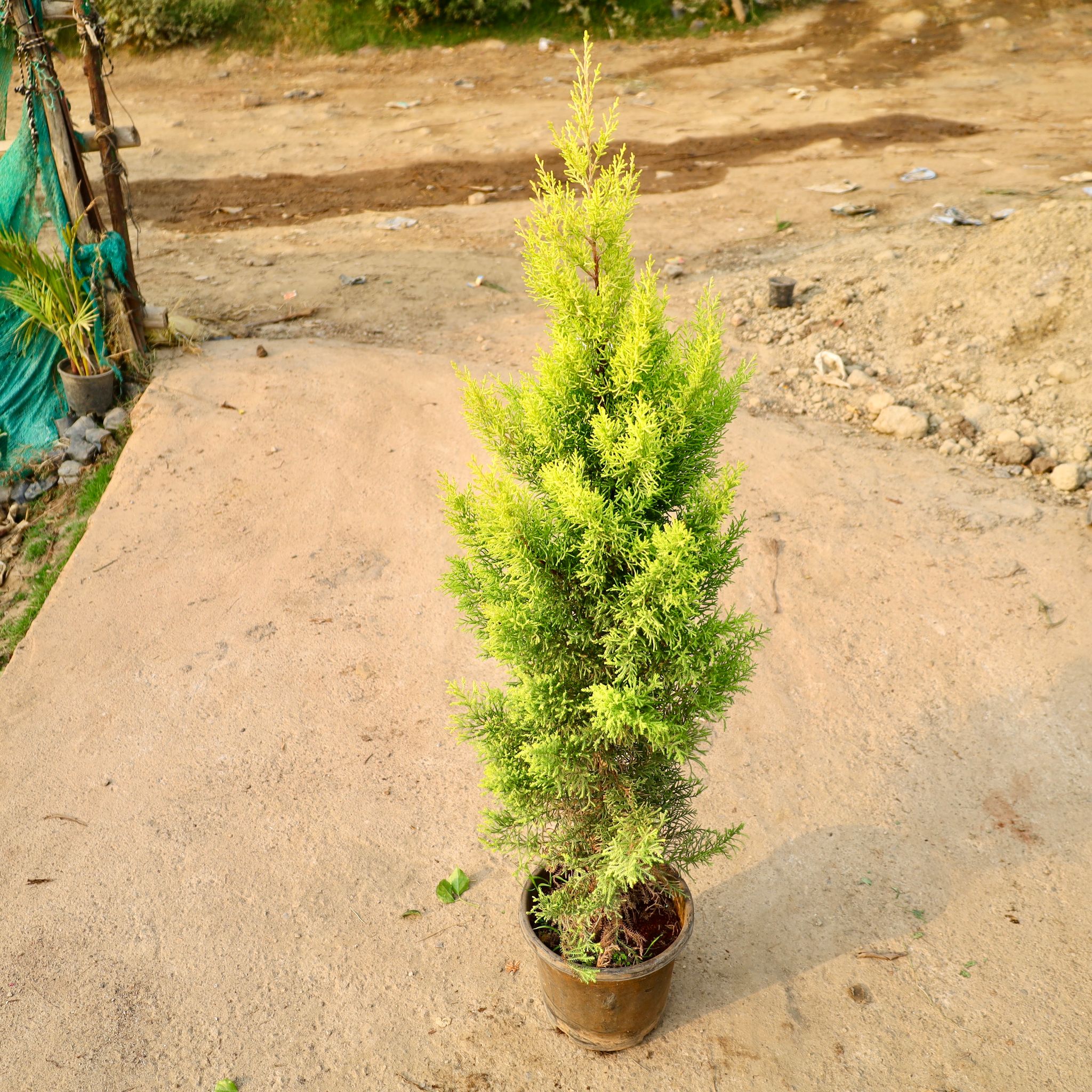 Golden Cypress in 8 Inch Nursery Pot