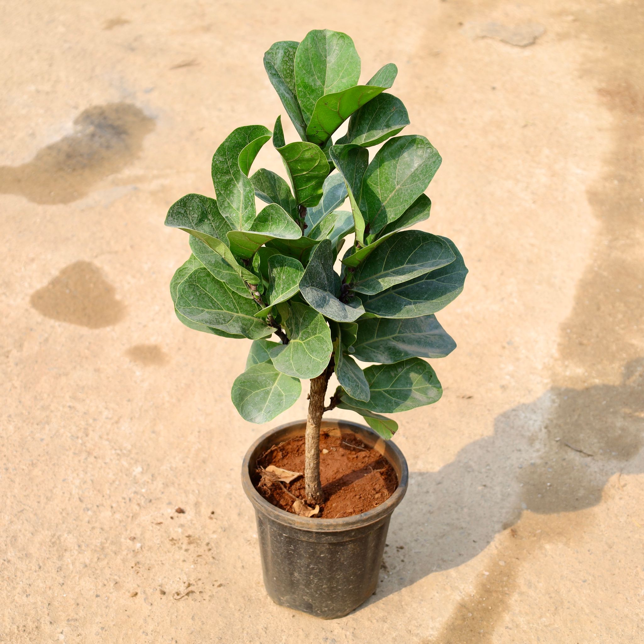 Fiddle Leaf Fig / Ficus Lyrata in 8 Inch Nursery Pot