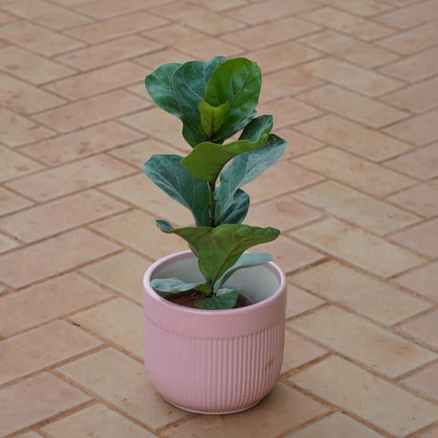 Fiddle Leaf Fig / Ficus Lyrata in 8 Inch Cylindrical Designer Ceramic Pot (Any Colour)