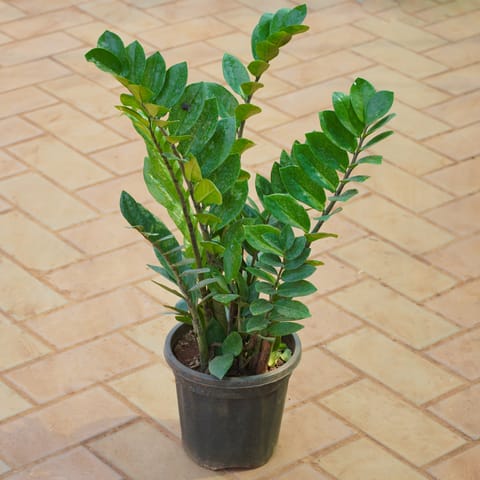 Zz Green in 8 Inch Nursery Pot