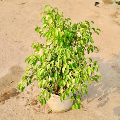 Ficus Star Light in 12 Inch Nursery Bag