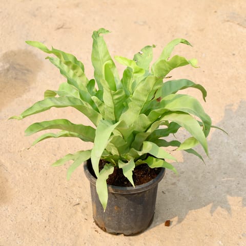 Bird Nest Fern in 9 Inch Nursery Pot