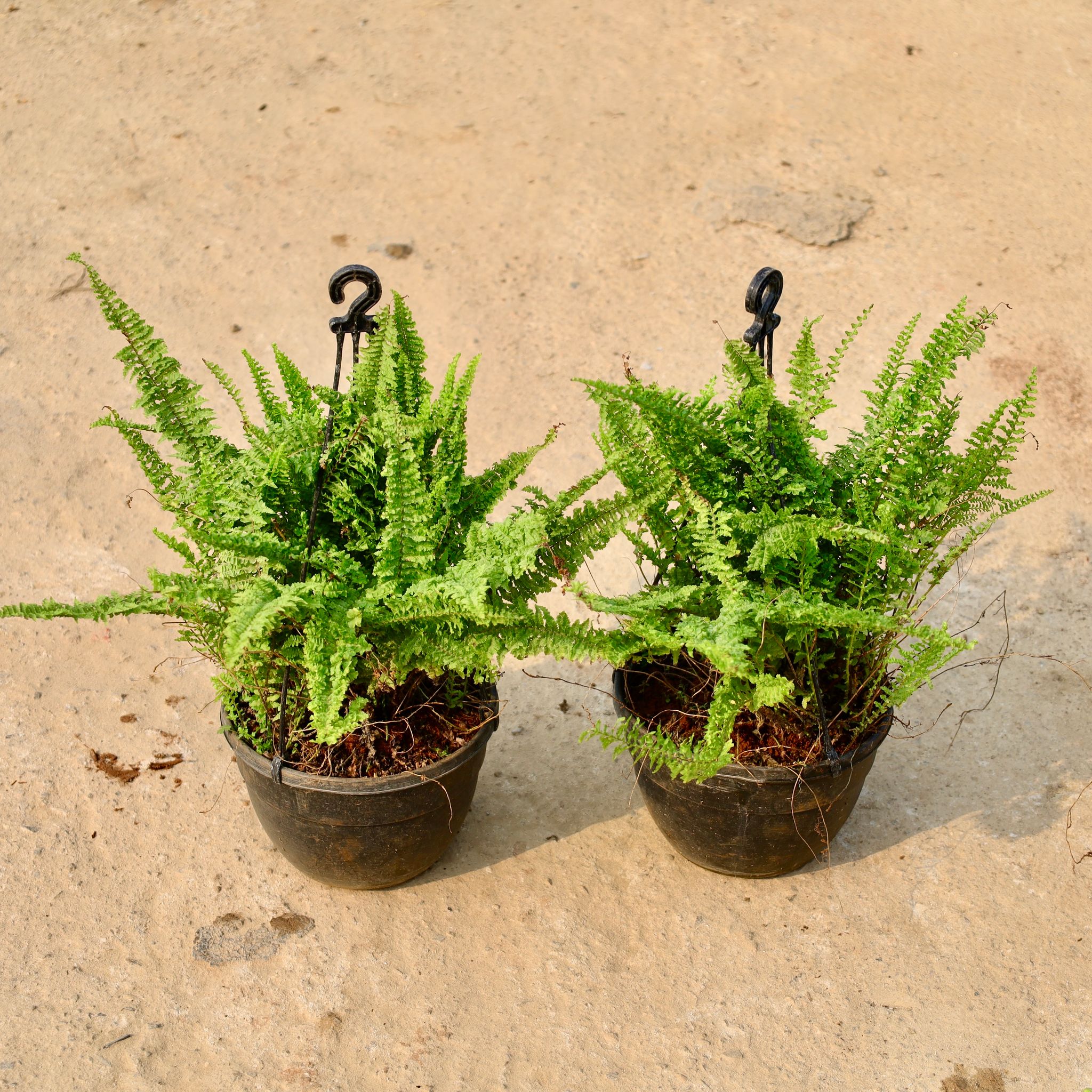 Set of 2 - Boston Fern in 8 Inch Black Hanging Basket