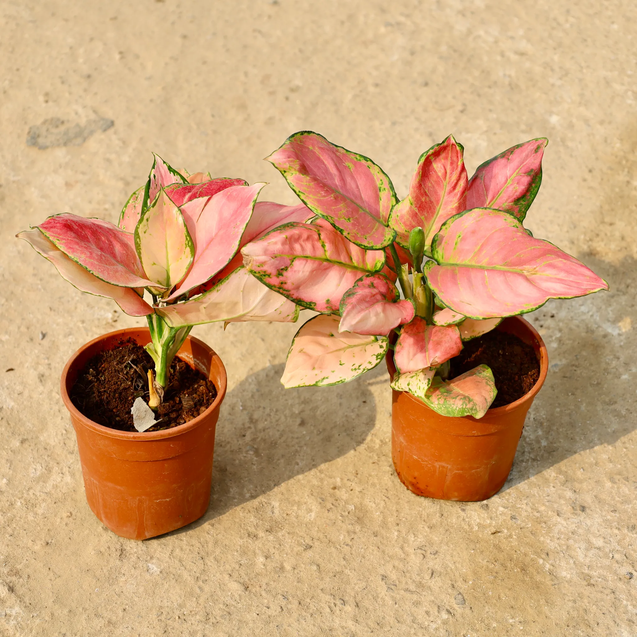 Set of 2 - Aglaonema Wishes in 5 Inch Nursery Pot