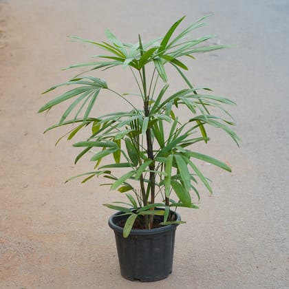 Buy Rhapis Palm in 8 Inch Nursery Pot Online | Urvann.com