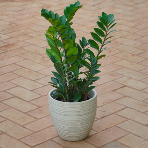 Zz Green in 10 Inch Alluring Ring Designer Ceramic Pot