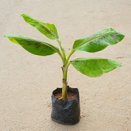 Buy Banana Plant in 4 Inch Nursery Bag Online | Urvann.com