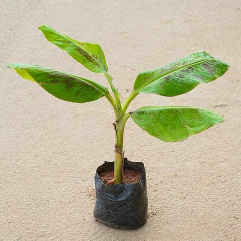 Banana Plant in 4 Inch Nursery Bag
