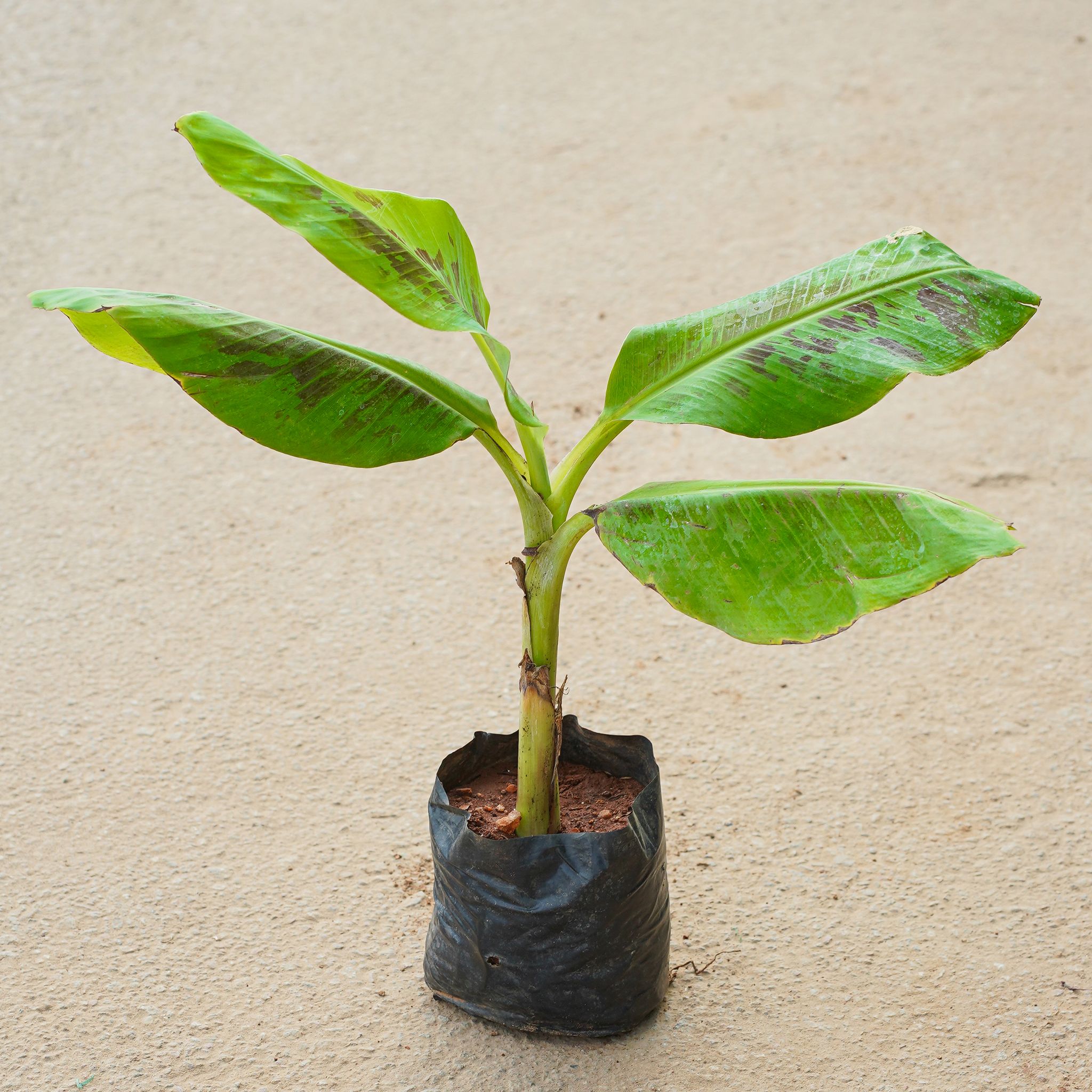 Banana Plant in 4 Inch Nursery Bag