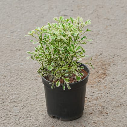 Buy Aralia White in 4 Inch Nursery Pot Online | Urvann.com