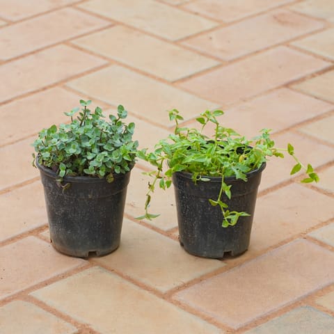 Set of 2 - Black Wine & Turtle Wine in 4 Inch Nursery Pot