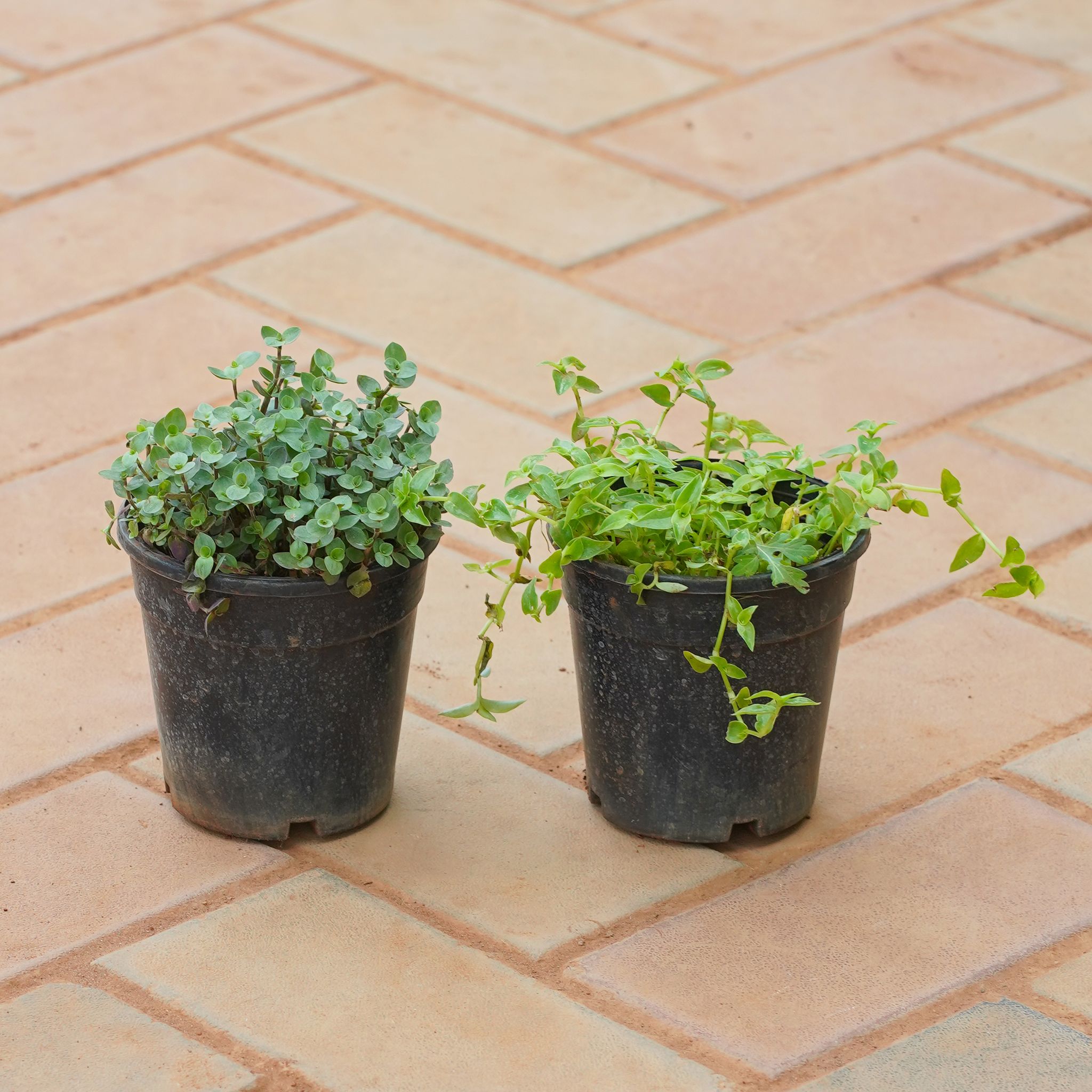 Set of 2 - Black Wine & Turtle Wine in 4 Inch Nursery Pot