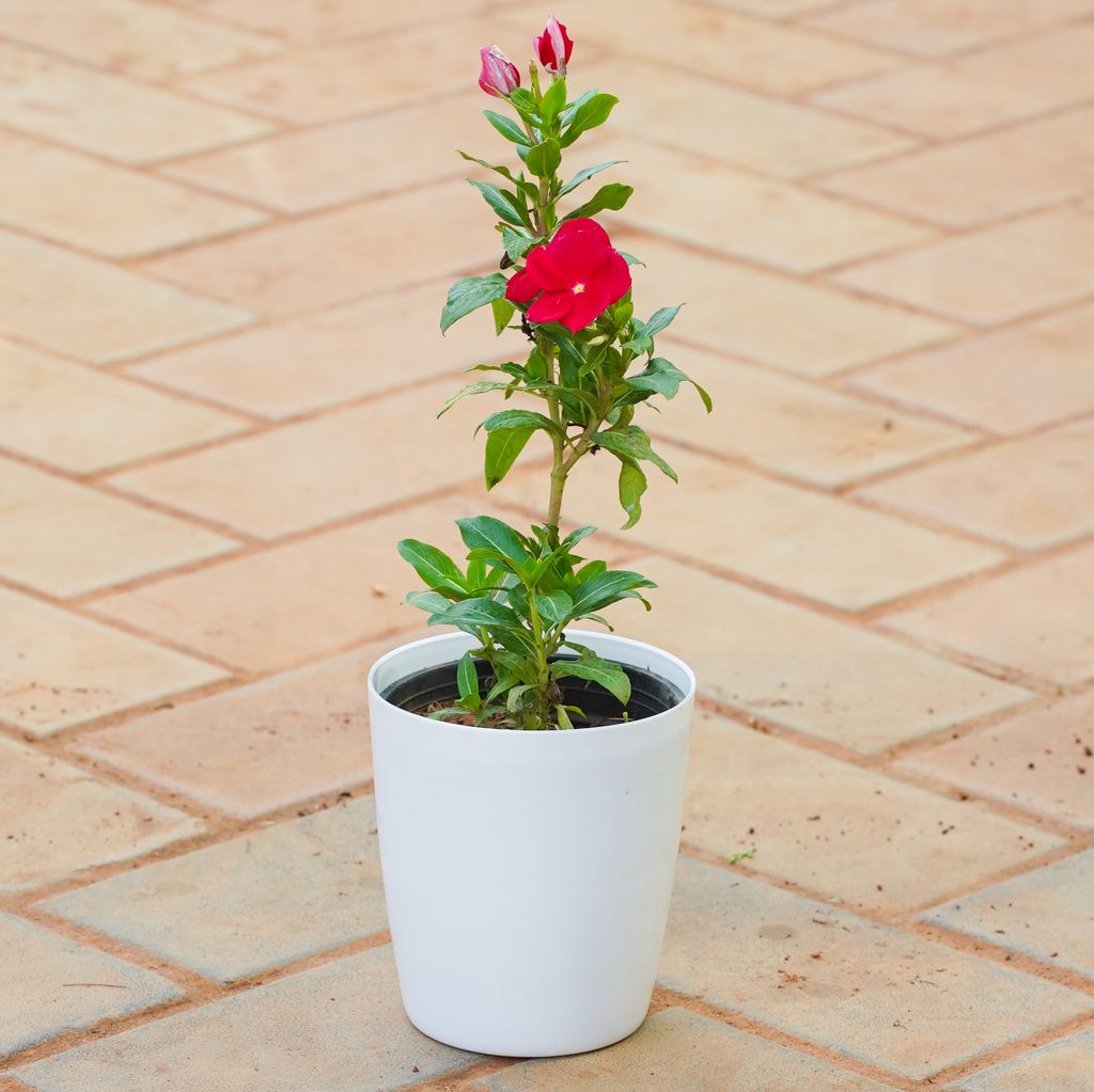 Buy Vinca / Periwinkle / Sadabahar (Any Colour) in 5 Inch Smooth White Round Plastic Pot Online | Urvann.com Vinca / Periwinkle / Sadabahar (Any Colour) in 5 Inch Smooth White Round Plastic Pot