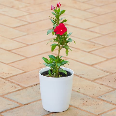 Vinca / Periwinkle / Sadabahar (Any Colour) in 5 Inch Smooth White Round Plastic Pot