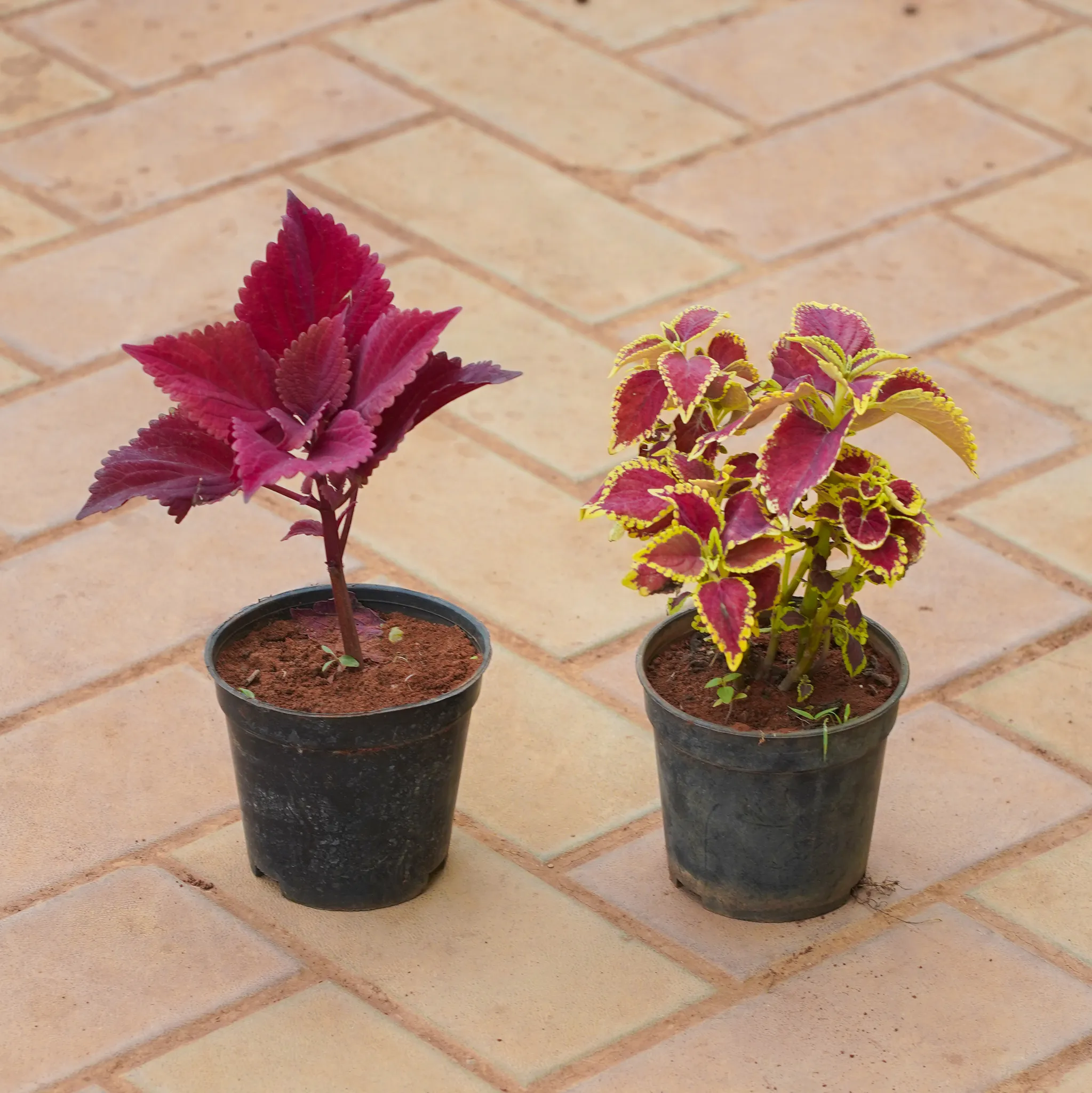 Set of 2 - Coleus (Any Colour) in 4 Inch Nursery Pot