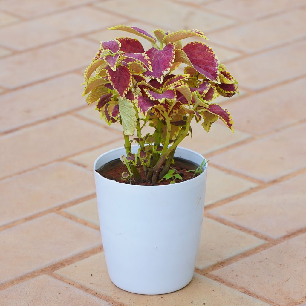 Buy Coleus (Any Colour) in 5 Inch Smooth White Round Plastic Pot Online | Urvann.com Coleus (Any Colour) in 5 Inch Smooth White Round Plastic Pot