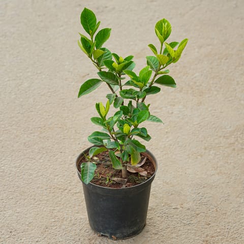 Gardenia / Gandhraaj in 6 Inch Nursery Bag