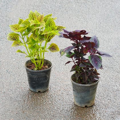 Buy Coleus (Any Colour) in 4 Inch Nursery Pot Online | Urvann.com
