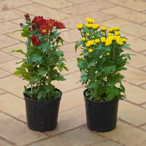 Set of 2 - Chrysanthemum / Guldawari (Any Colour) in 4 Inch Nursery Pot