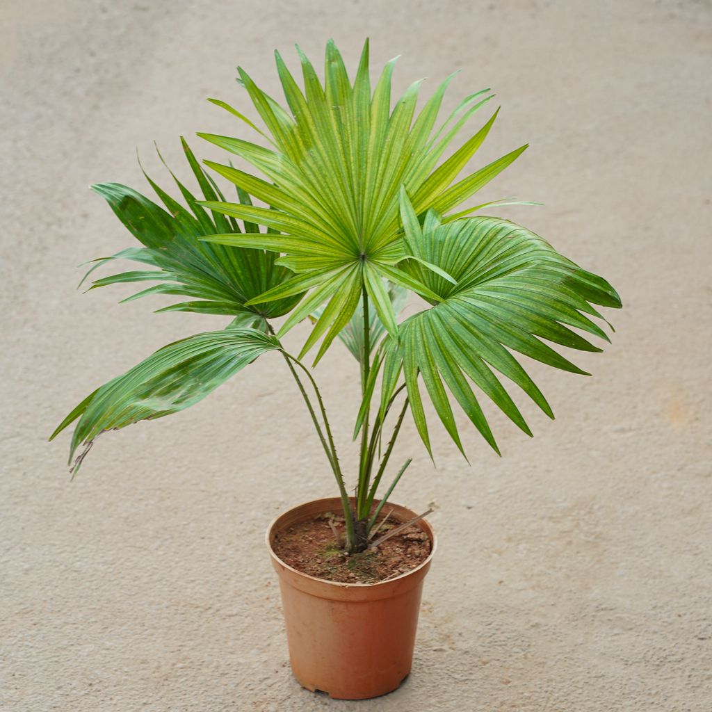 Buy Table Palm in 6 Inch Nursery Pot Online | Urvann.com Table Palm in 6 Inch Nursery Pot