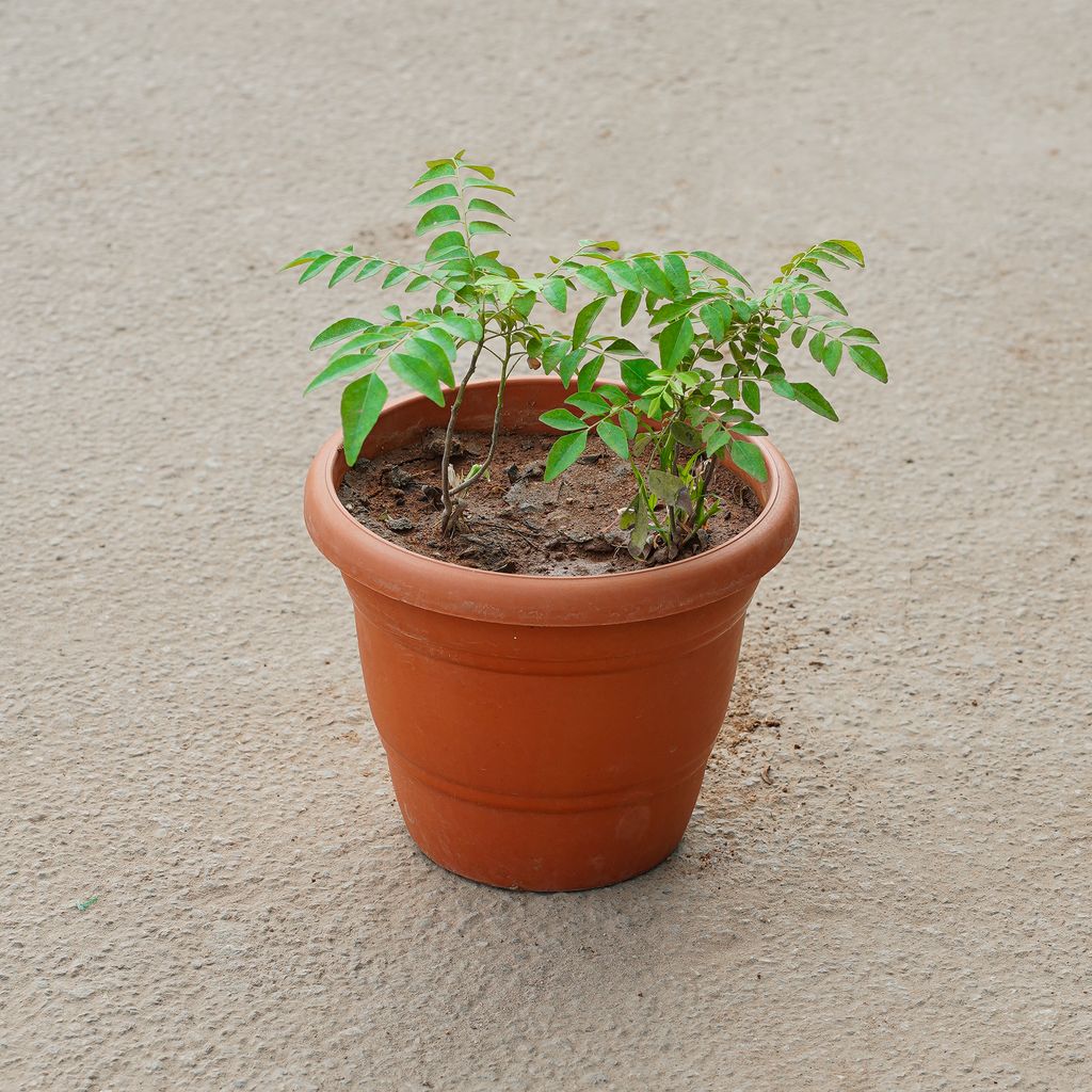 Curry Patta in 7 Inch Red Classy Plastic Pot