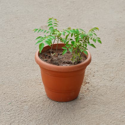 Buy Curry Patta in 7 Inch Red Classy Plastic Pot Online | Urvann.com