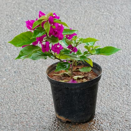 Buy Bougainvillea (Any Colour) in 6 Inch Nursery Pot Online | Urvann.com