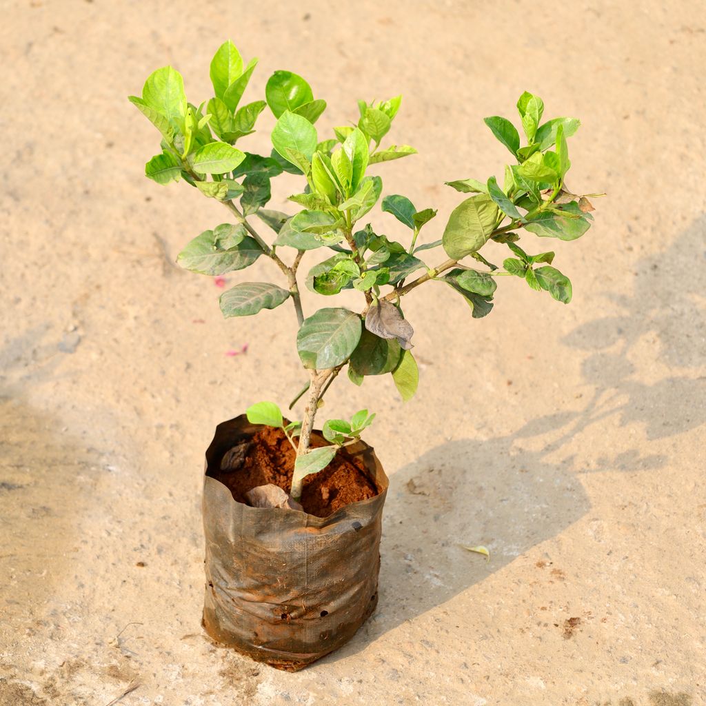 Gardenia / Gandhraaj (Any Colour) in 8 Inch Nursery Bag