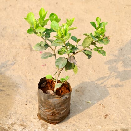 Buy Gardenia / Gandhraaj (Any Colour) in 8 Inch Nursery Bag Online | Urvann.com