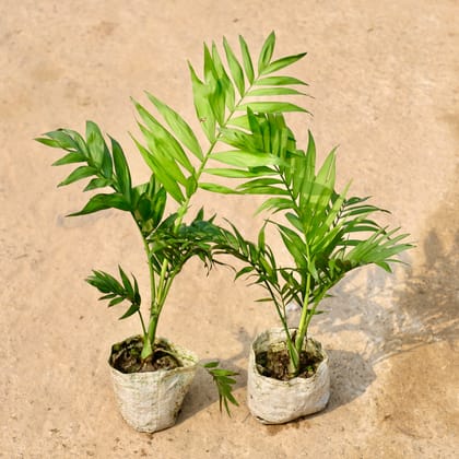 Buy Set of 2 - Chamaedora Palm in 4 Inch Nursery Bag Online | Urvann.com