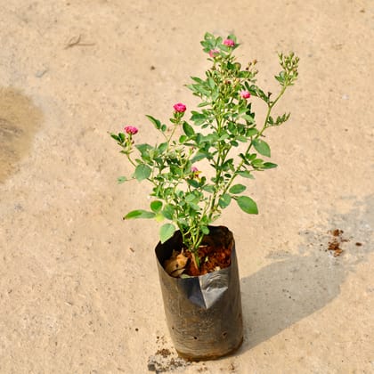 Buy Rose Miniature (Any Colour) in 8 Inch Nursery Bag Online | Urvann.com
