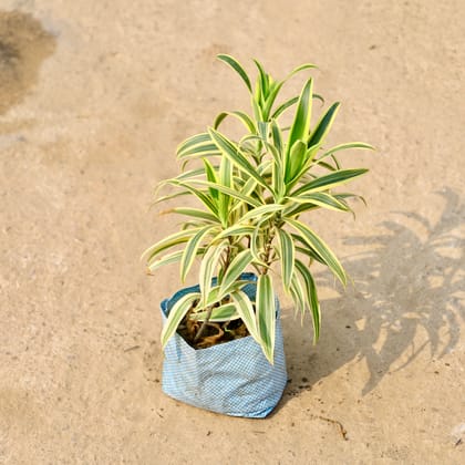 Buy Song of India in 8 Inch Nursery Bag Online | Urvann.com