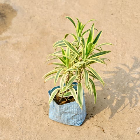 Song of India in 8 Inch Nursery Bag