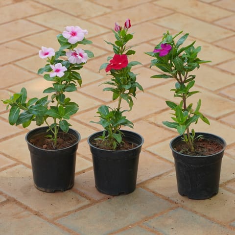 Set of 3 - Periwinkle / Sadabahar / Vinca (Any Colour) in 4 Inch Nursery Pot
