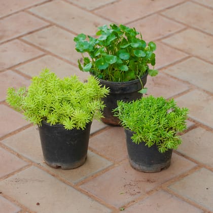 Buy Set of 3 - Sedum (Yellow & Green) & Brahmi Dollar / Pennywort / Coin Plant in 4 Inch Nursery Pot Online | Urvann.com