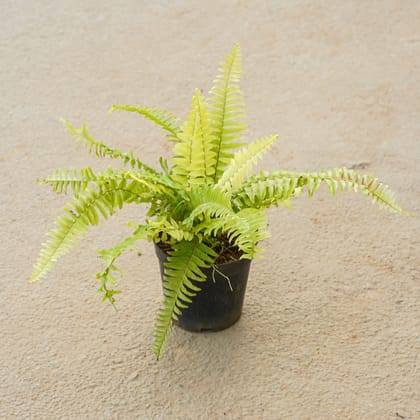 Buy Fern Golden in 4 Inch Nursery Pot Online | Urvann.com