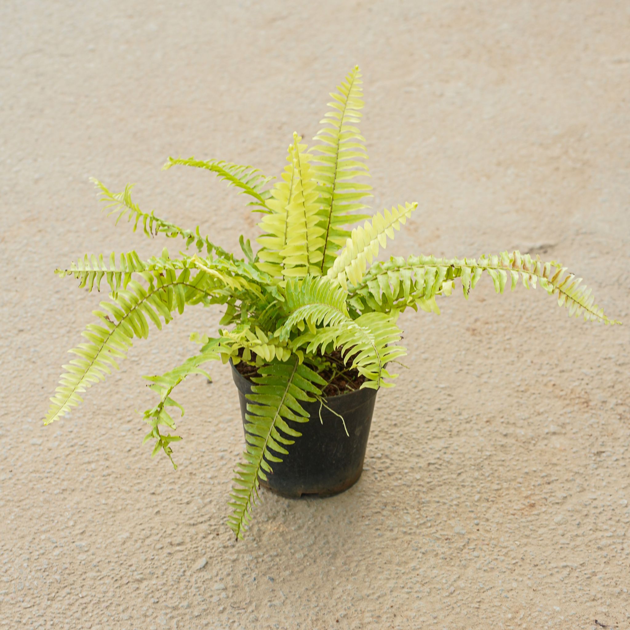 Fern Golden in 4 Inch Nursery Pot